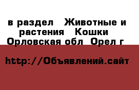  в раздел : Животные и растения » Кошки . Орловская обл.,Орел г.